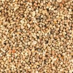 Cardamom Seed / Yela Arisi