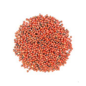 KUNDUMUTHU (Red/Black)